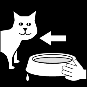give water to the cat